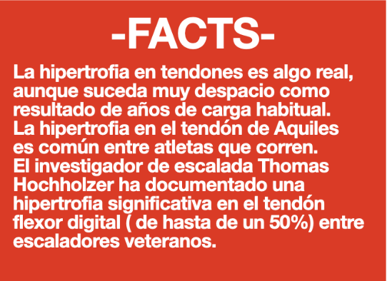 adaptaciones de los tendones